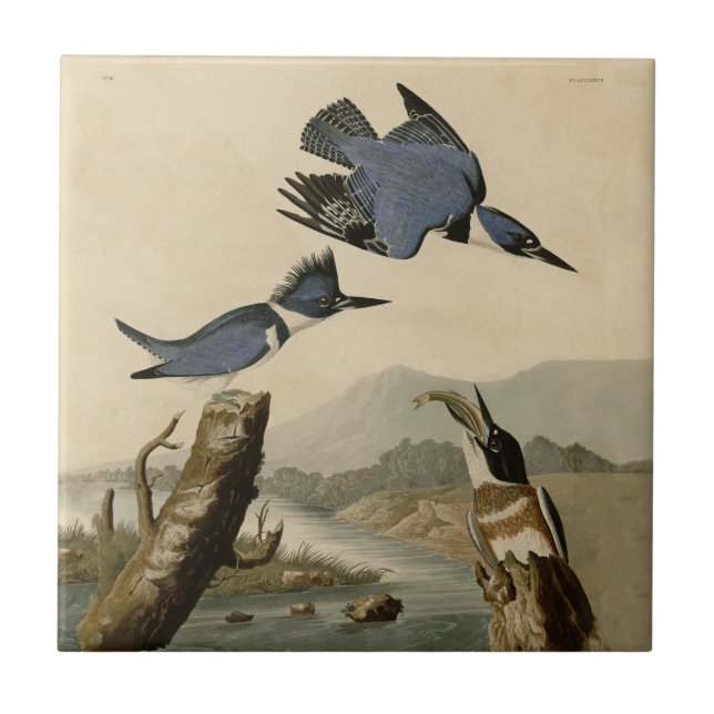 Carreau Audubon Belted Kingfisher Wildlife Bird (Devant)
