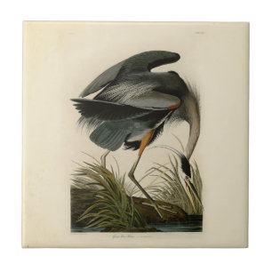 Carreau Audubon Great Blue Heron Marsh Bird