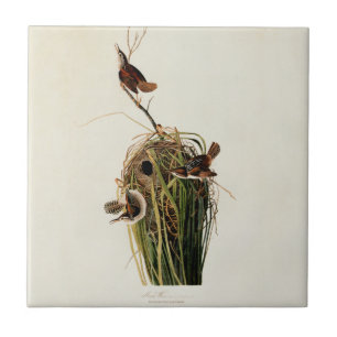 Carreau Audubon Marsh Wren Bird Art