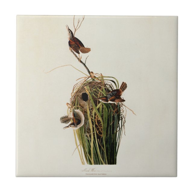 Carreau Audubon Marsh Wren Bird Art (Devant)
