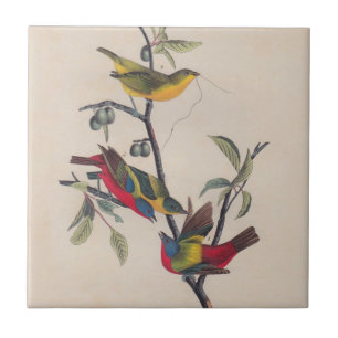 Carreau Audubon Peint Bunting Bird Wildlife