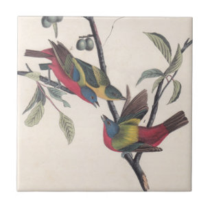 Carreau Audubon Peint Bunting Bird Wildlife