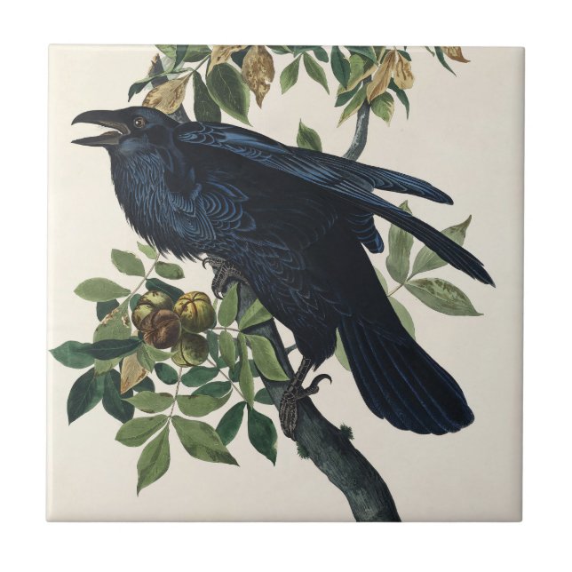 Carreau Audubon Raven Bird Classic Peinture (Devant)
