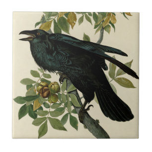 Carreau Audubon Raven Oiseau classique