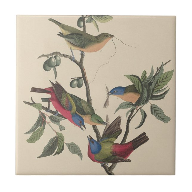 Carreau Audubon Vibrant Peint Bunting Faune Peinture (Devant)