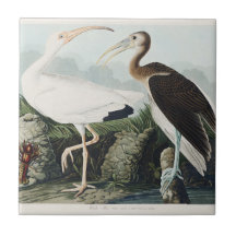 Audubon White lbis Bird Wildlife Painting