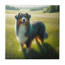 Australian Shepherd