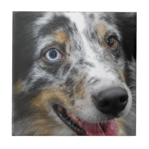 Carreau australian-shepherd-32.jpg
