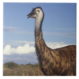Carreau Australie, Australie occidentale. Emu (Dromaius)