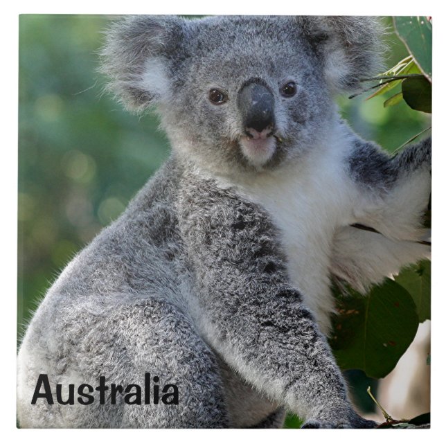 Carreau Australie : Cute coudly Australian koala (Devant)