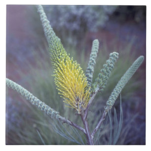 Carreau Australie, NT, près d'Ayers Rock. Fleur printani