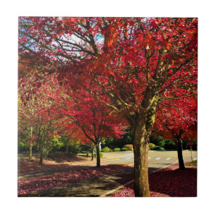 Carreau Automne dans le quartier, Oregon