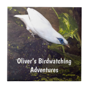 Carreau Aventure d'observation des oiseaux Bali Myna sur m