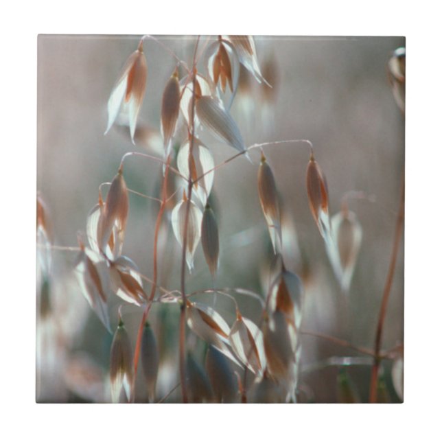 Carreau Avoine Mûre (Avena Sativa) Gros Plan. Ceres, Bolan (Devant)