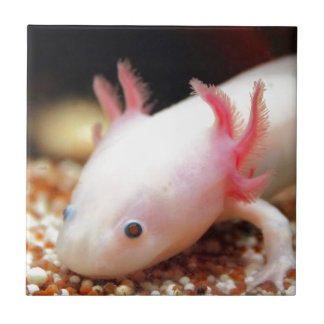 Carreau Axolotl