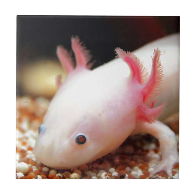 Carreau Axolotl (Devant)