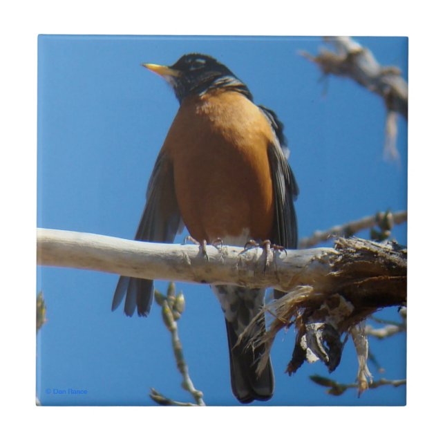 Carreau B28 Rouge-gorge (Devant)