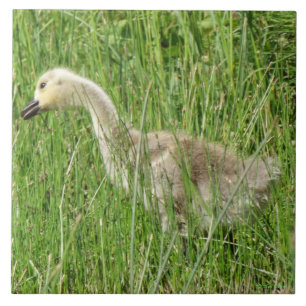 Carreau B58 Gosling d'oie du Canada dans l'herbe