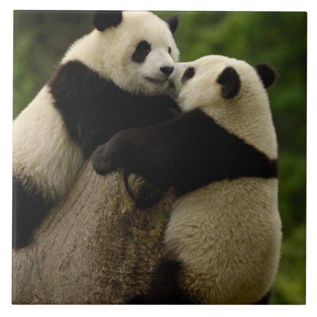 Carreau Babies panda géantes (Ailuropoda melanoleuca) (Devant)