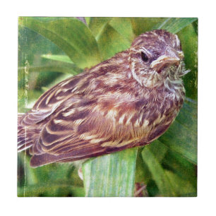 Carreau Baby Bird