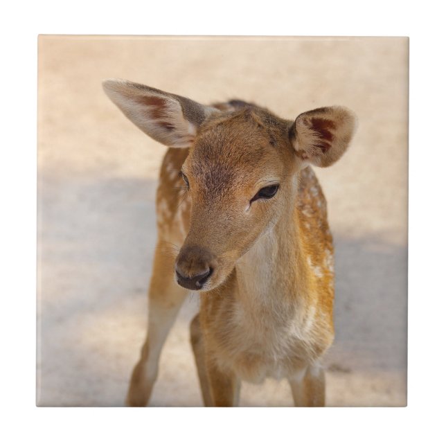 Carreau Baby Deer (Devant)
