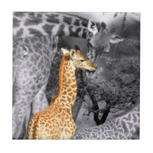 Carreau Baby Giraffe