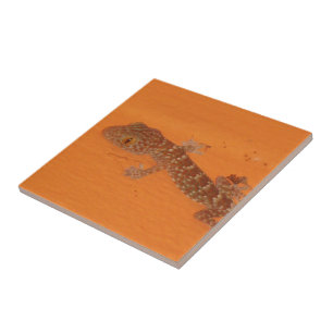 Carreau Baby Tokay Gecko