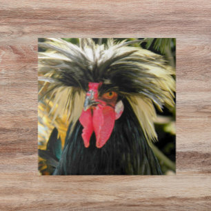 Carreau Bad Hair Chicken Photo