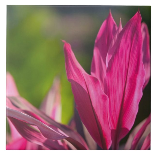 Carreau BAHAMAS, New Providence Island, Nassau :Paradis (Devant)