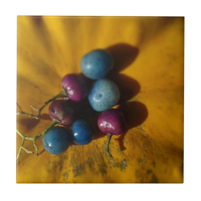 Carreau Baies de porcelaine et Citrouille (Devant)