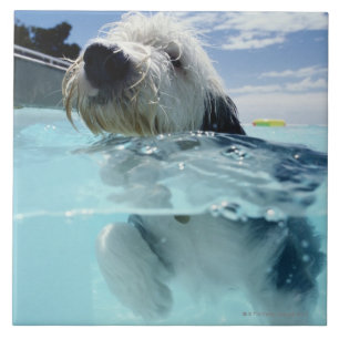 Carreau Baignade de chien dans une piscine