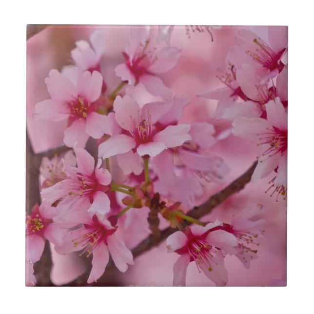 Carreau Baigné dans les fleurs de cerisier japonaises rose (Devant)