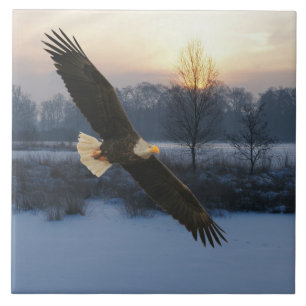 CARREAU BALD EAGLE