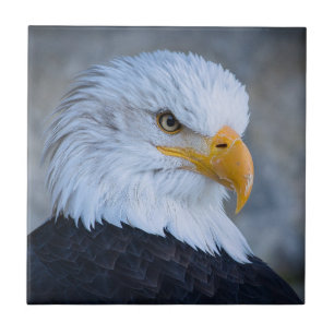 CARREAU BALD EAGLE