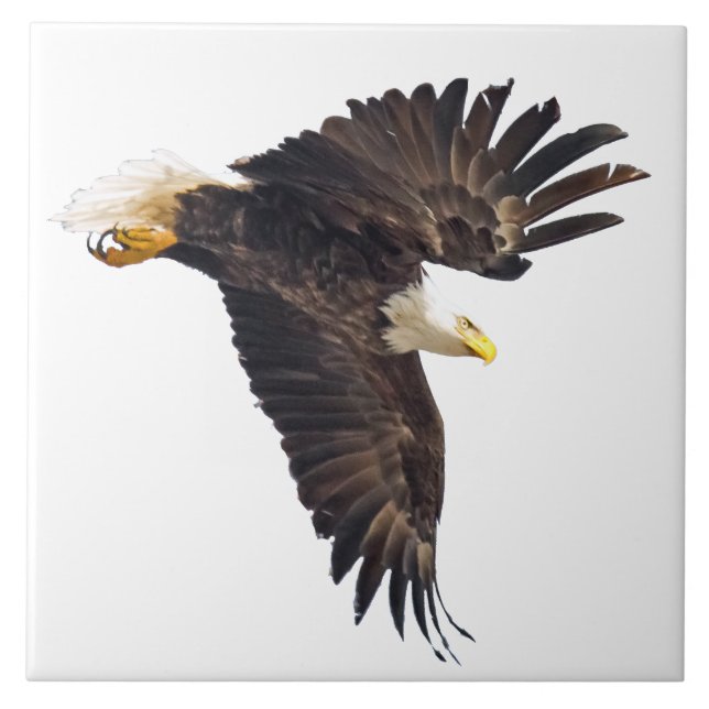 Carreau Bald Eagle Plongée avec fond blanc (Devant)