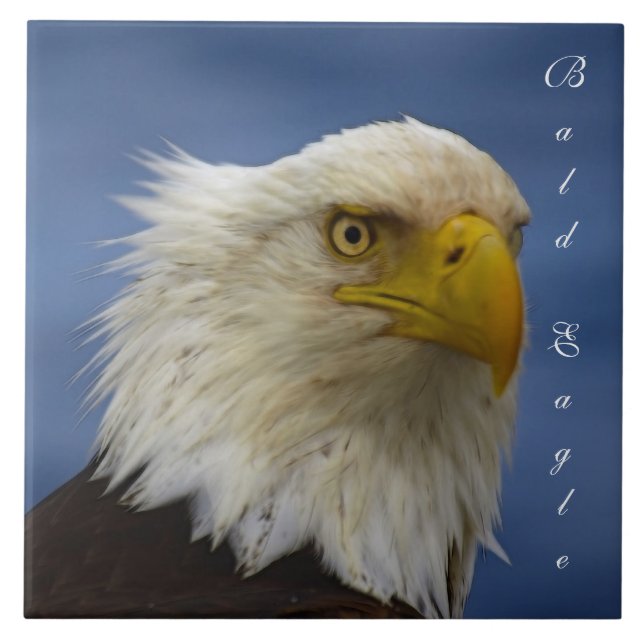 Carreau Bald Eagle Wildlife Photo Carrelage cadeau ou Triv (Devant)