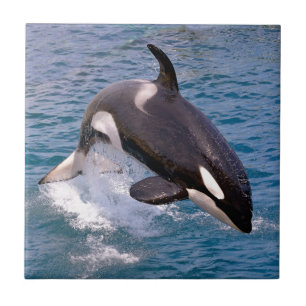 Carreau Baleine tueuse sautant hors de l'eau