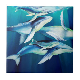Carreau Baleines de bosse