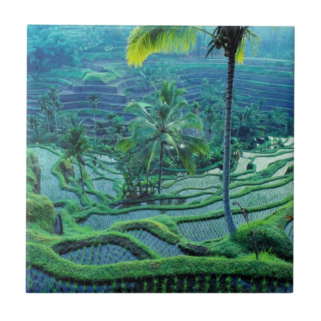 Carreau Bali| Vue D'Ensemble Des Terrasses De Riz (Devant)