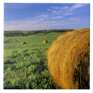 Carreau Balles de foin près de Bottineau Dakota du Nord