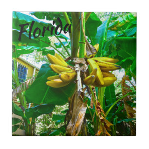 Carreau Banane tropicale Palm Tree St Augustine Floride