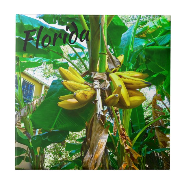 Carreau Banane tropicale Palm Tree St Augustine Floride (Devant)