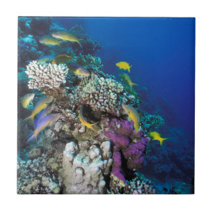 Carreau Banc de rougets autour d'un petit corail