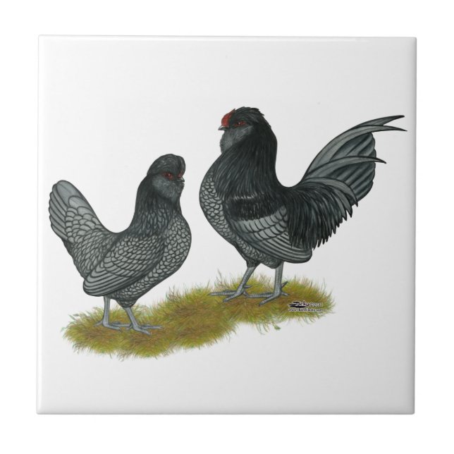 Carreau Bantams de Watermaal belges (Devant)