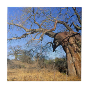 Carreau Baobab (Adansonia Digitata), Parc national Kruger