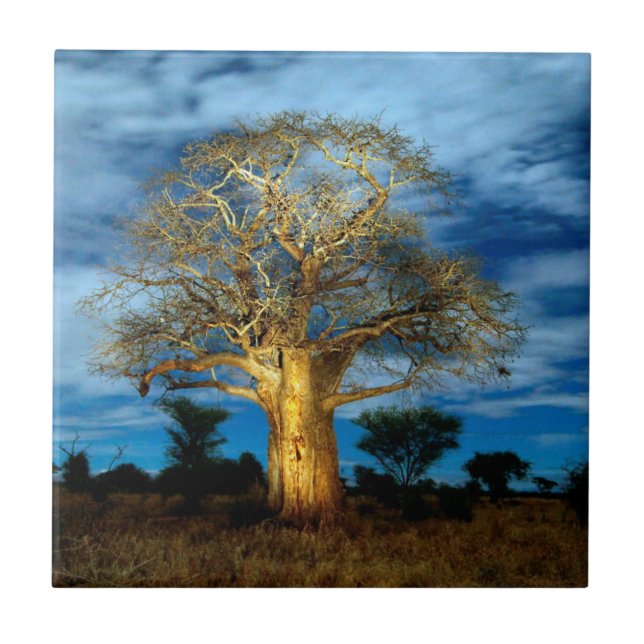 Carreau Baobab (Adansonia) éclairé par la lune (Devant)