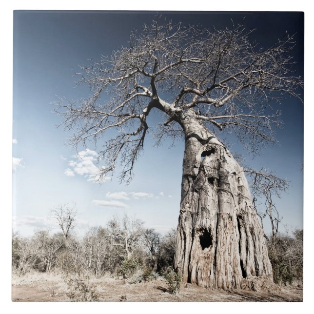 Carreau Baobab dans le parc national des piscines de Mana, (Devant)
