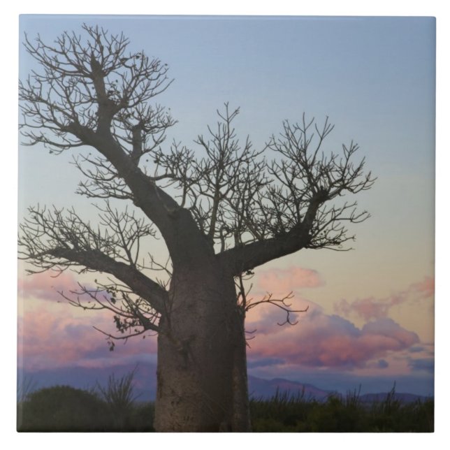 Carreau Baobabs, Berenty, Toliara, Madagascar (Devant)