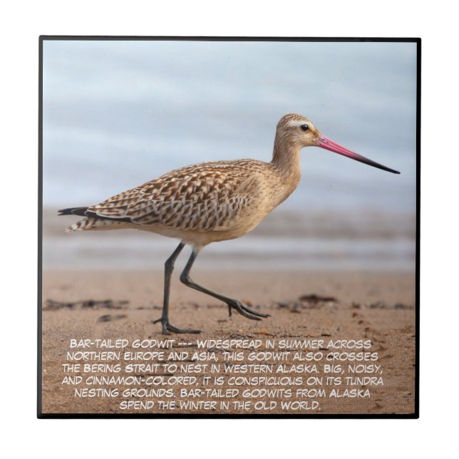 Carreau Bar-tailed Godwit  (Devant)