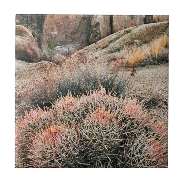 Carreau Baril Cactus En Californie (Devant)